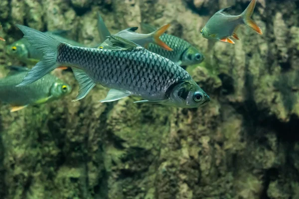 Java Barb Silver Barb — Stock Photo, Image