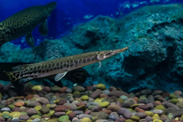 Alligator Gar Armário Vidro — Fotografia de Stock