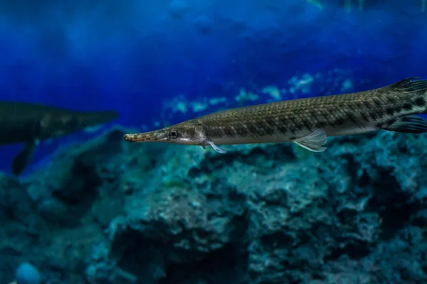 Alligator Gar Armário Vidro — Fotografia de Stock