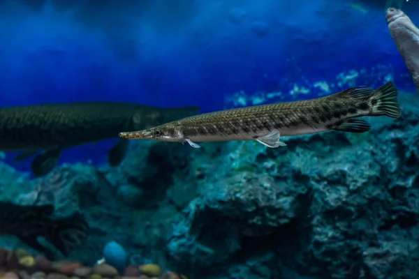 Alligator Gar Armário Vidro — Fotografia de Stock