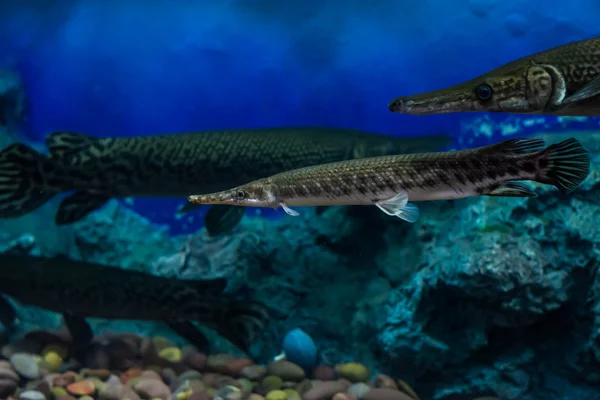 Alligator Gar Armário Vidro — Fotografia de Stock