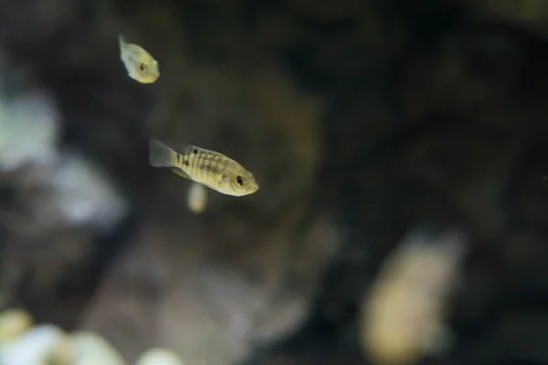 Μικρά Ψάρια Στο Νερό — Φωτογραφία Αρχείου