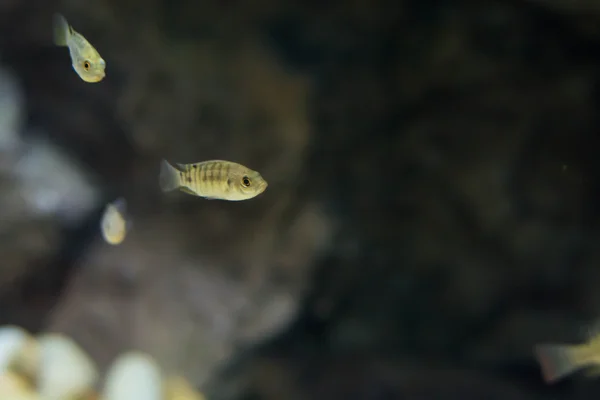 Kleine Fische Wasser — Stockfoto