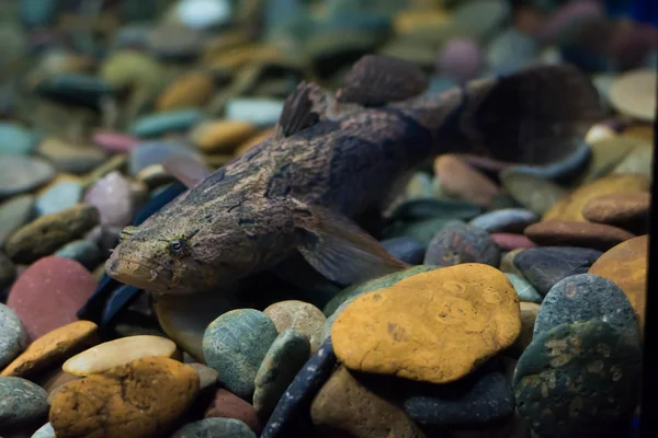 Νυσταγμένος Γοβιούς Μαρμάρινο Κοιμώμενος Ψάρια — Φωτογραφία Αρχείου