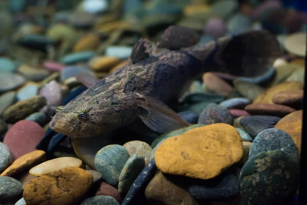 Goby Sonolento Peixe Dorminhoco Marmóreo — Fotografia de Stock