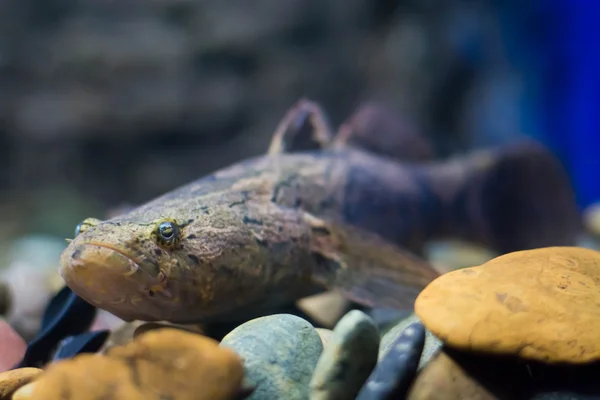 Νυσταγμένος Γοβιούς Μαρμάρινο Κοιμώμενος Ψάρια — Φωτογραφία Αρχείου