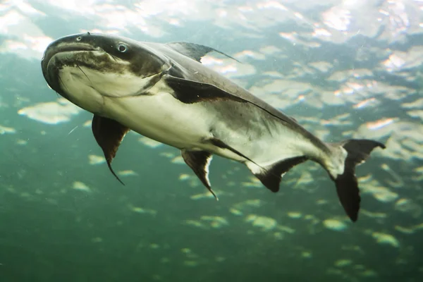 Mekong Giant Catfish Thailand — Stock Photo, Image