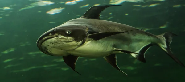 Mekong giant catfish Thailand