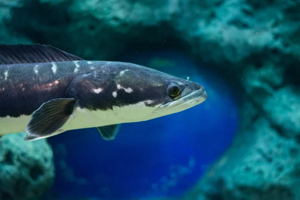 Fisch Große Schlangenkopf Kabinett — Stockfoto