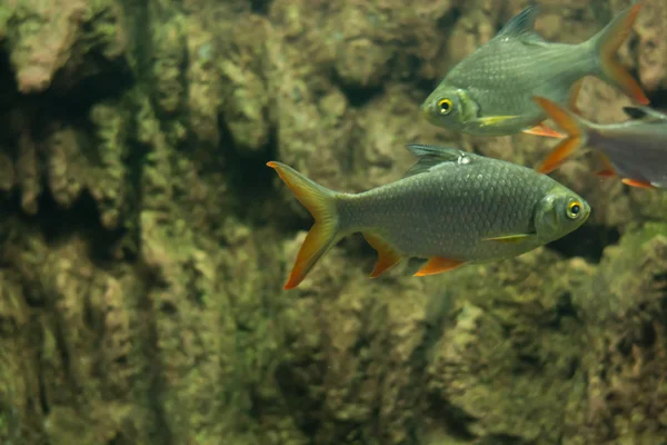 Carpa Louca Peixe Sultão — Fotografia de Stock