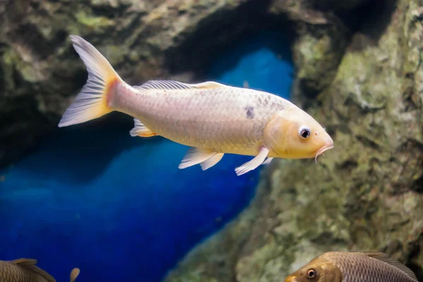 Karper Cyprinus Carpio — Stockfoto