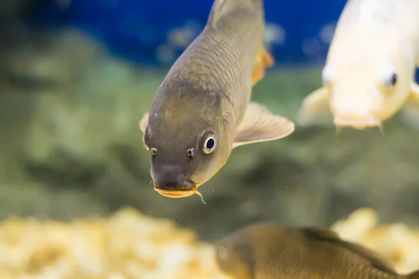 Vanlig Karp Cyprinus Carpio — Stockfoto