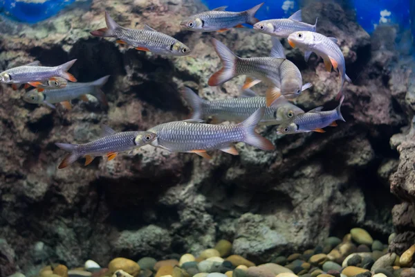 Mad Carp Sultan Fish — Stock Photo, Image