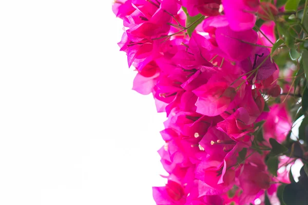 Rosa Fioritura Bougainvilleas Fiore Louver — Foto Stock