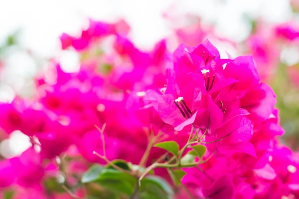 Růžový Kvetoucí Buganviliemi Květina Žaluzie — Stock fotografie