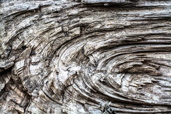 Holzstruktur Des Abgesägten Baumstammes — Stockfoto