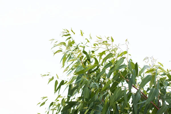 Blad Och Gren Bakgrund — Stockfoto