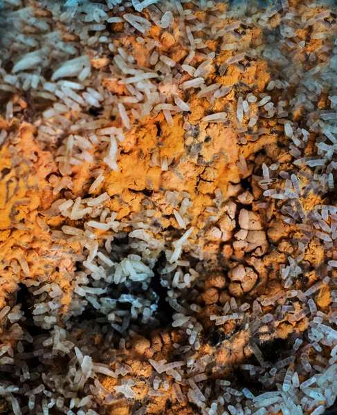 腐ったイネにおける糸状菌 — ストック写真