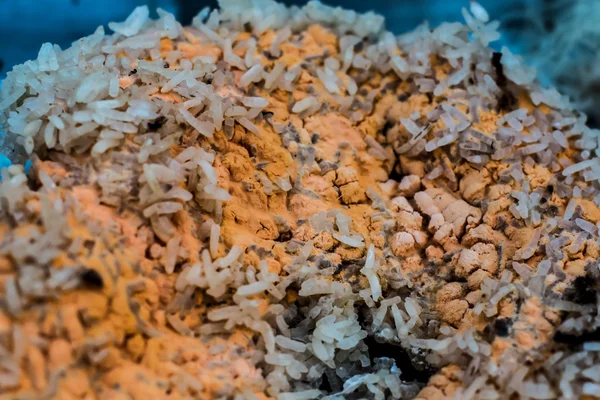 Fungi Rotten Rice — Stock Photo, Image
