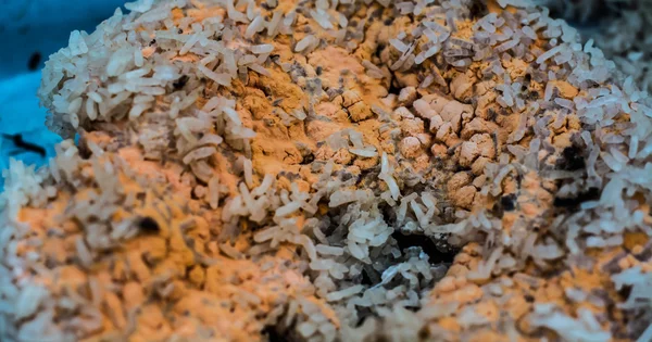 Fungi Rotten Rice — Stock Photo, Image