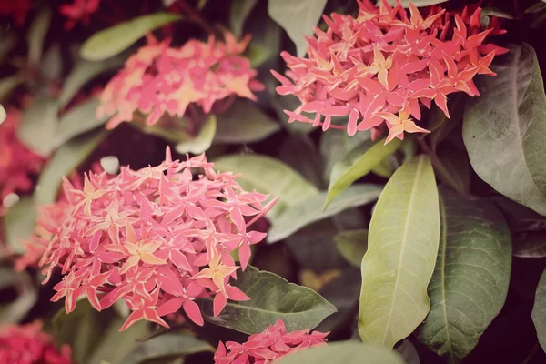 Rubiaceae Květy Pozadí — Stock fotografie