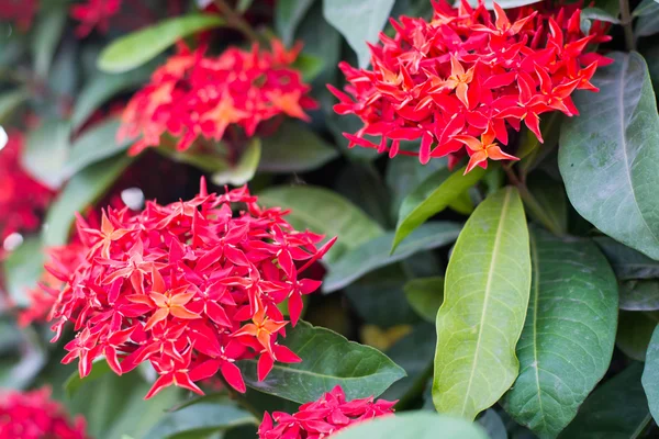 背景に花を Rubiaceae — ストック写真