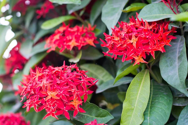 Rubiaceae Blumen Auf Dem Hintergrund — Stockfoto