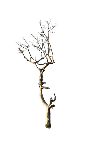Мертвое Дерево Одиноко — стоковое фото