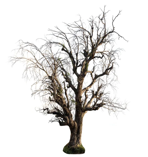 Árbol Muerto Está Solo — Foto de Stock