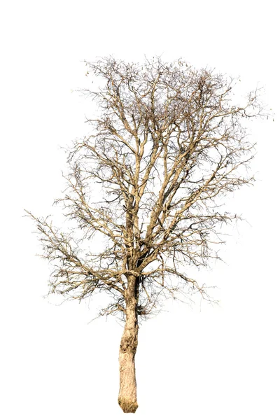 Der Tote Baum Ist Einsam — Stockfoto