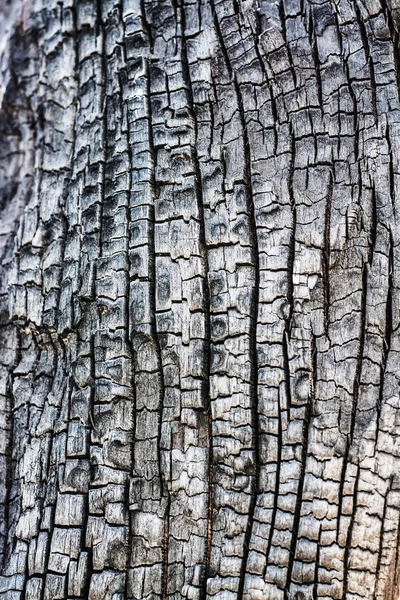 Textur Des Baumhintergrundes Nach Dem Verbrennen — Stockfoto
