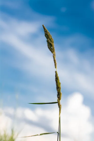 Gras Bloem Heeft Hemel Als Achtergrond — Stockfoto