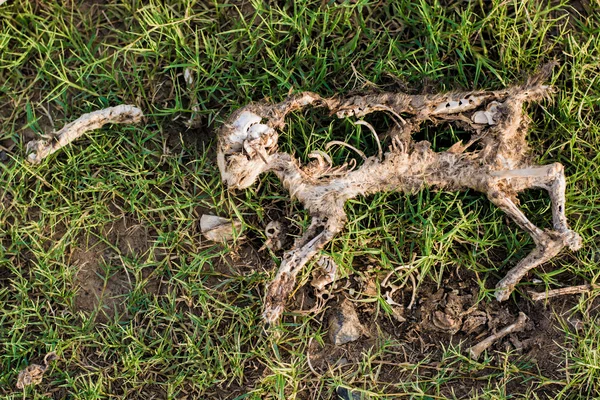 Gato Muerto Hierba — Foto de Stock