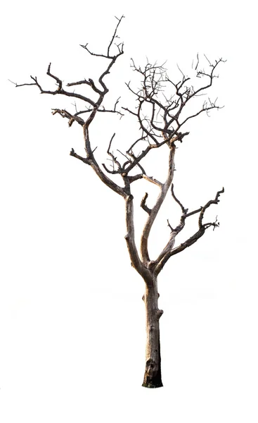 Tırmanma duvarı ip tarafından cartoon