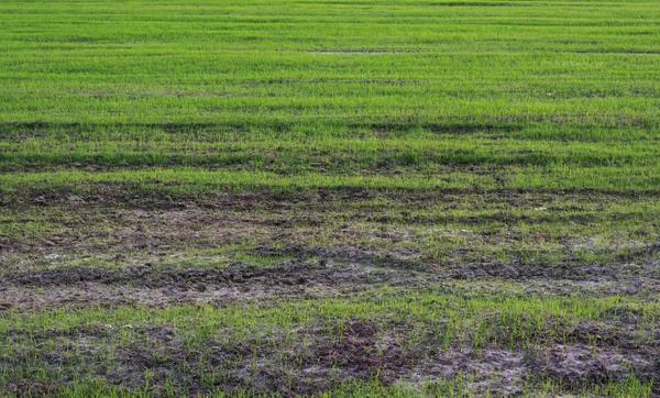 Young Green Rice Plant Field — Stock Photo, Image