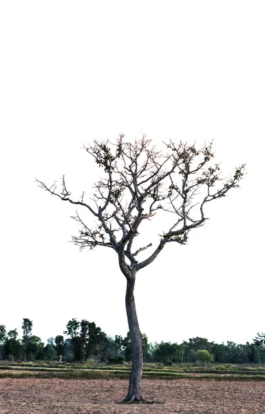 Ölü Ağaçlar Yalnızdır — Stok fotoğraf