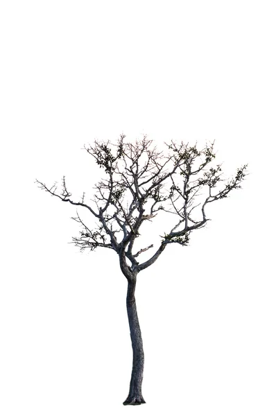 Πεθαμένο Δέντρο Είναι Μοναχική — Φωτογραφία Αρχείου