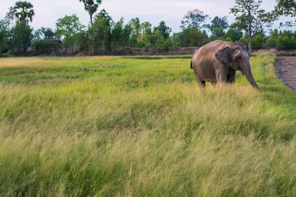 Таиландский Слон — стоковое фото