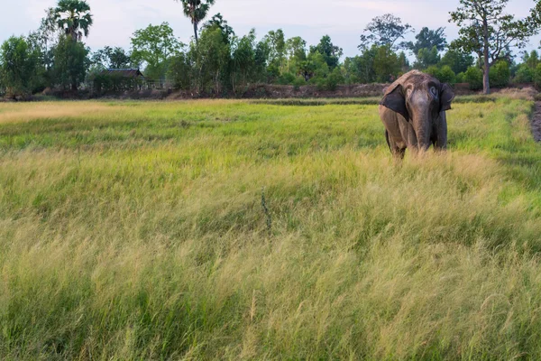 Thailand Olifant Eten Gras — Stockfoto