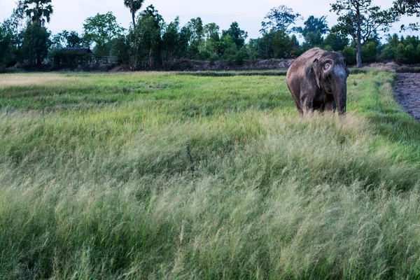 Thailändischer Elefant Frisst Gras — Stockfoto