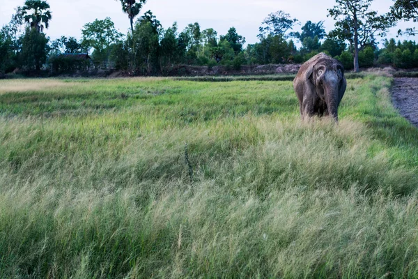 Tayland çim yeme fil