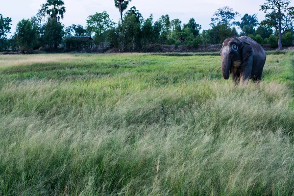 Таиландский Слон — стоковое фото