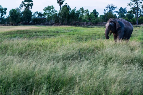 Thailändischer Elefant Frisst Gras — Stockfoto