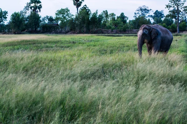 Thailand Olifant Eten Gras — Stockfoto