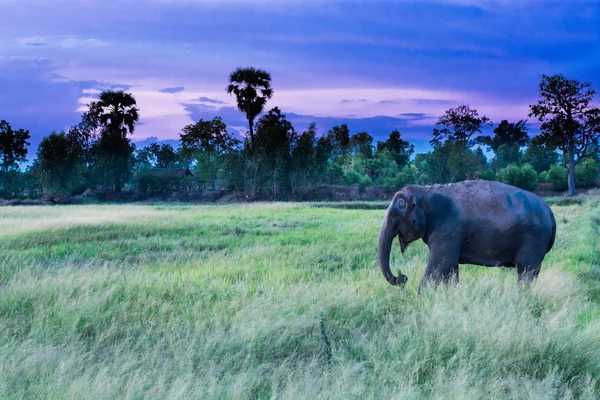 Tayland çim yeme fil
