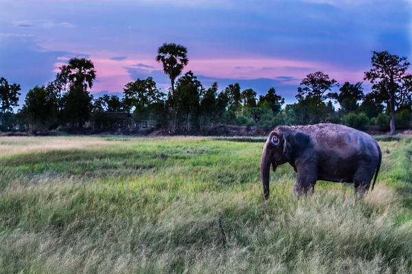 Tailandia Elefante Comiendo Hierba — Foto de Stock