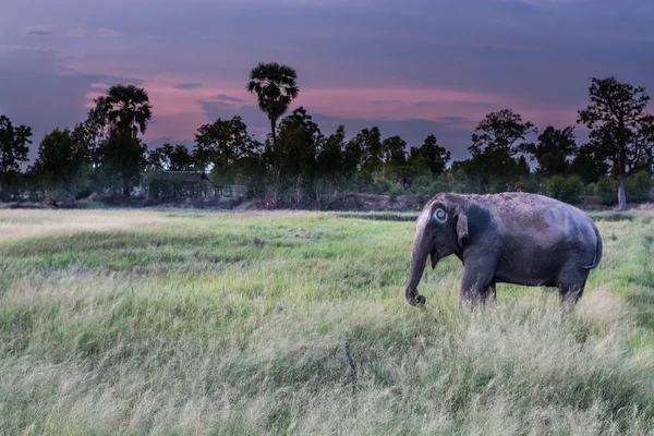 Tayland çim yeme fil