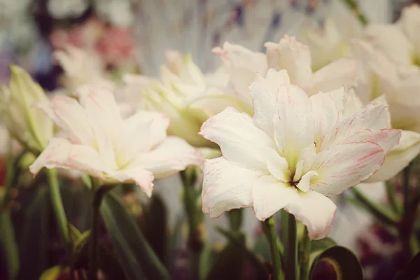 Blume Hintergrund Pinsel — Stockfoto