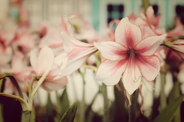 Pozadí Květin Kartáči — Stock fotografie