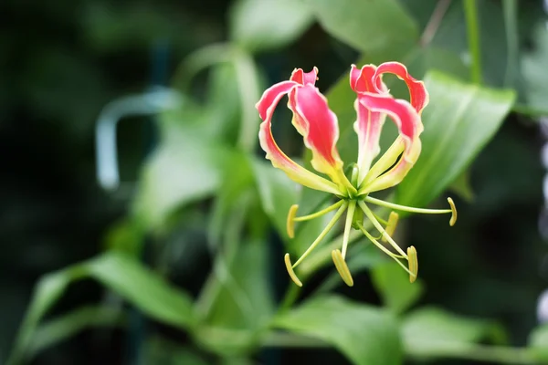 美丽的自然花背景 — 图库照片